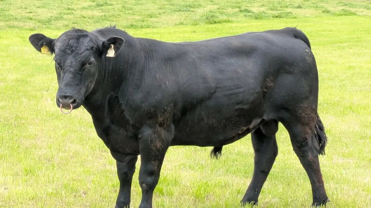Angus Bull - Image 1