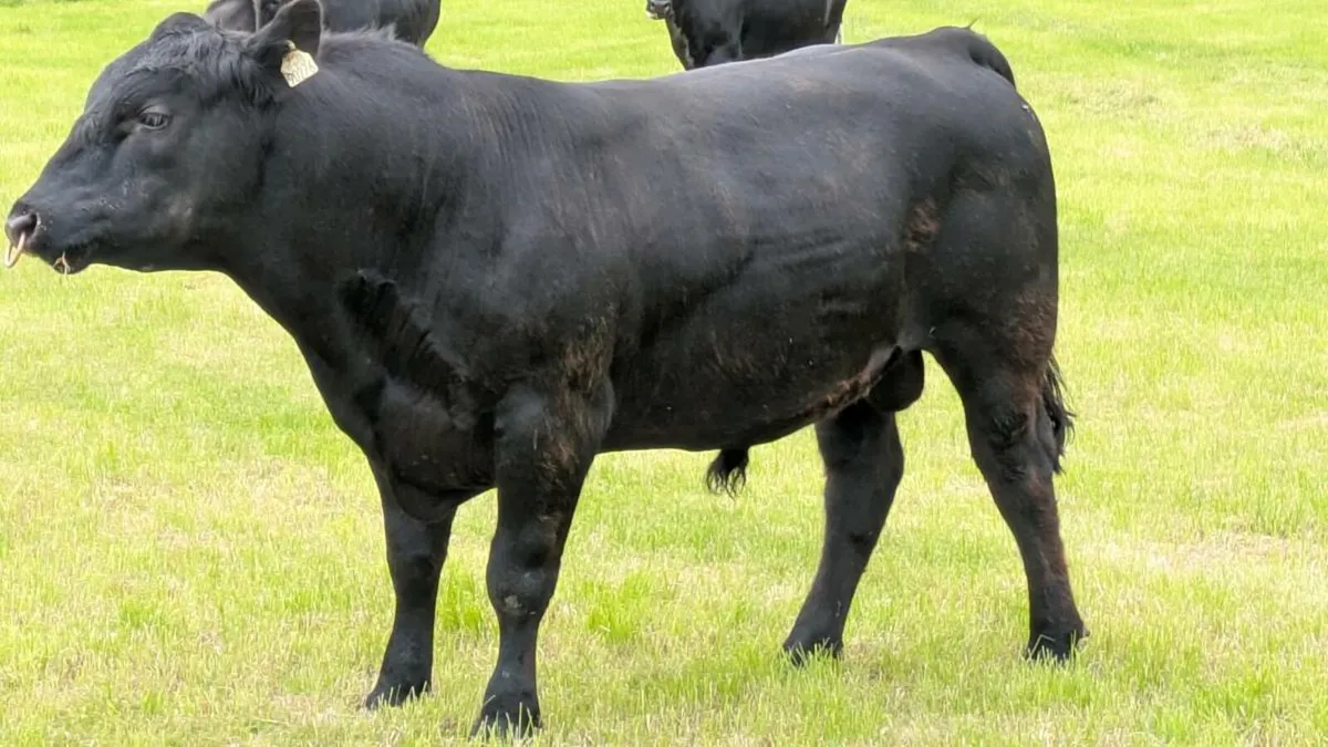 Angus Bull - Image 2