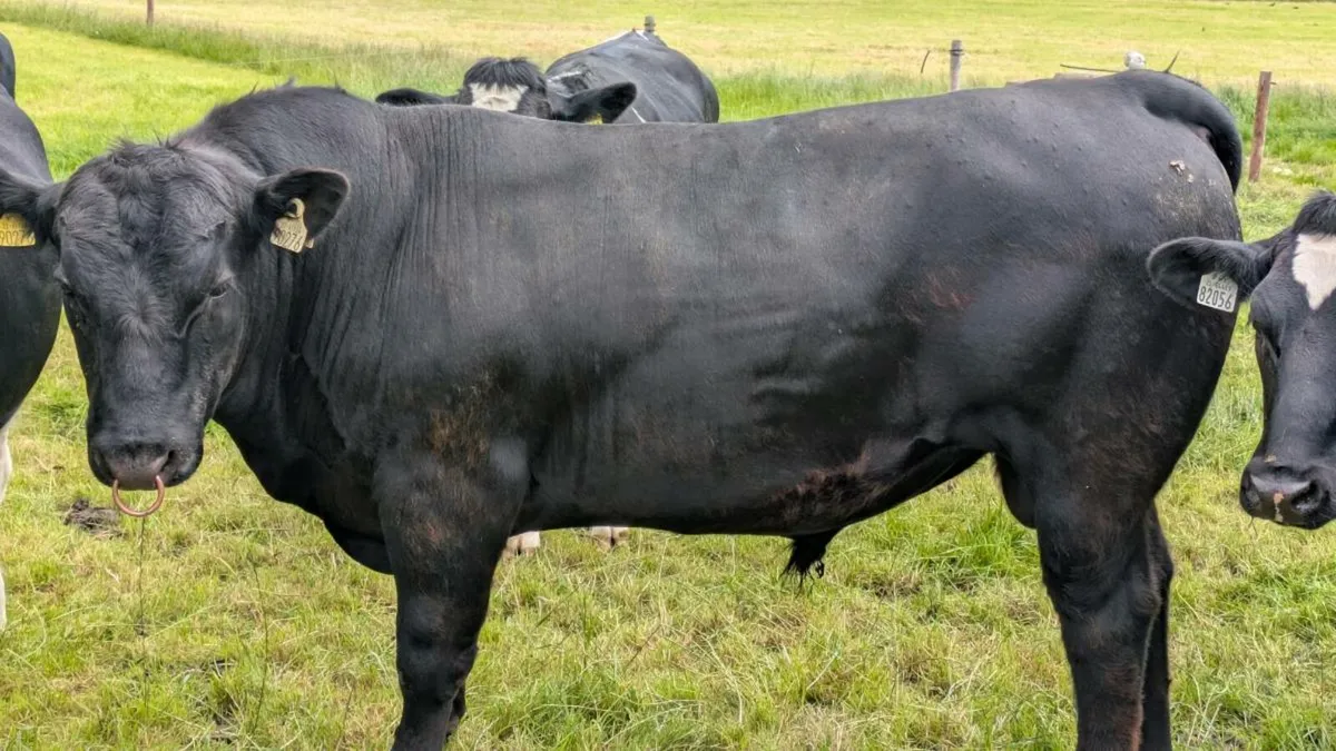 Angus Bull - Image 3