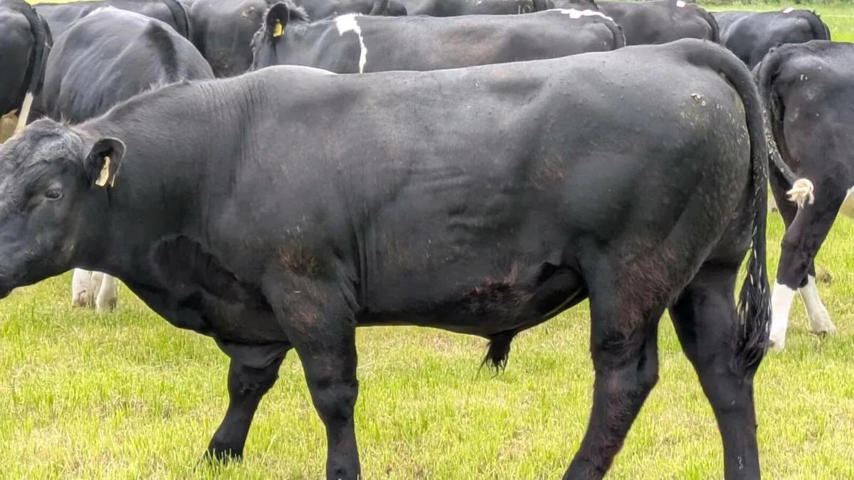 Angus Bull - Image 4