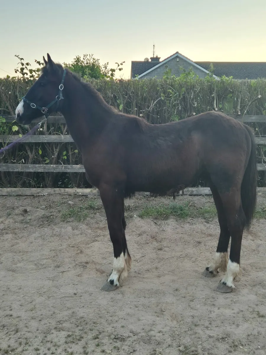 Equine - Image 2