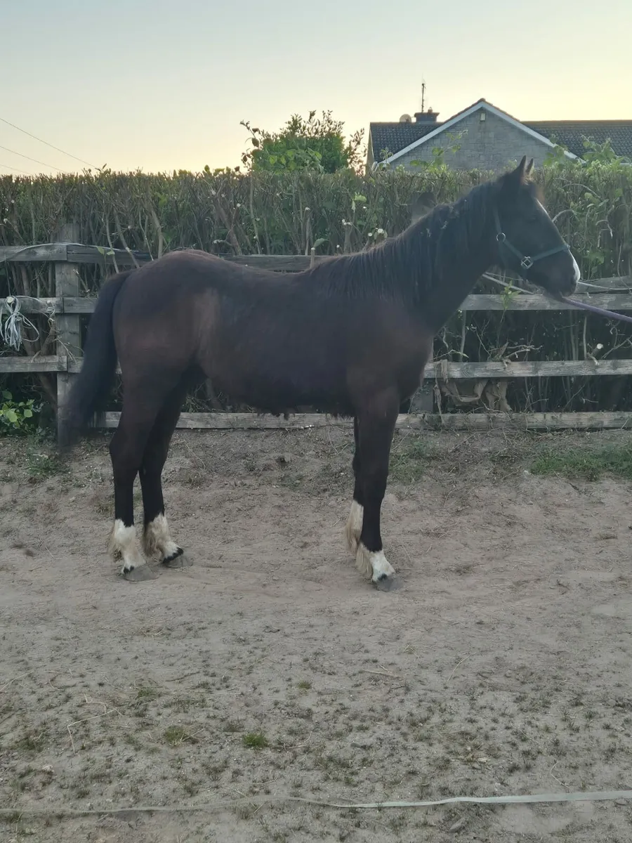 Equine - Image 3