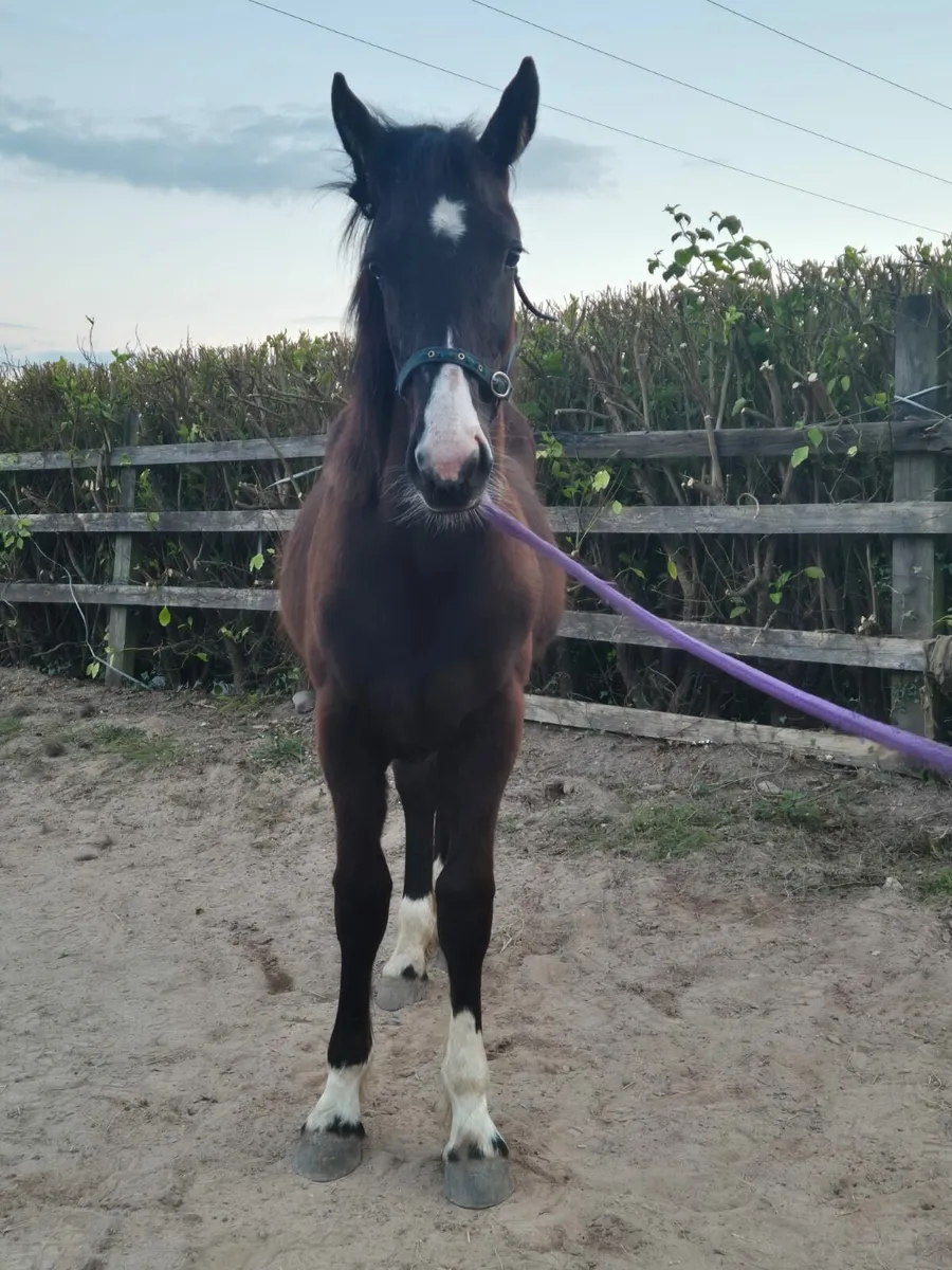 Equine - Image 4