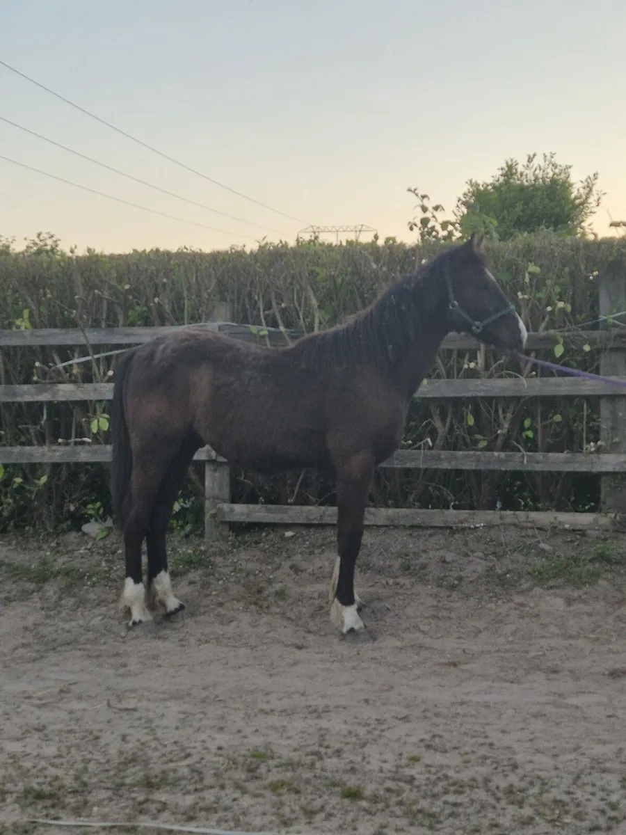 Equine - Image 1