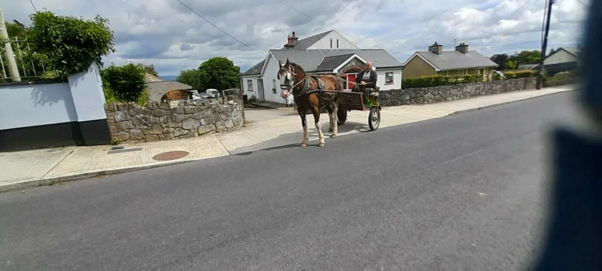 Horse - Image 1