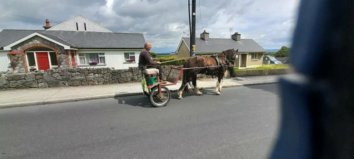 Horse - Image 2