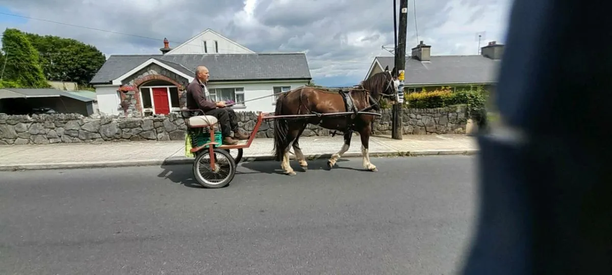 Horse - Image 3