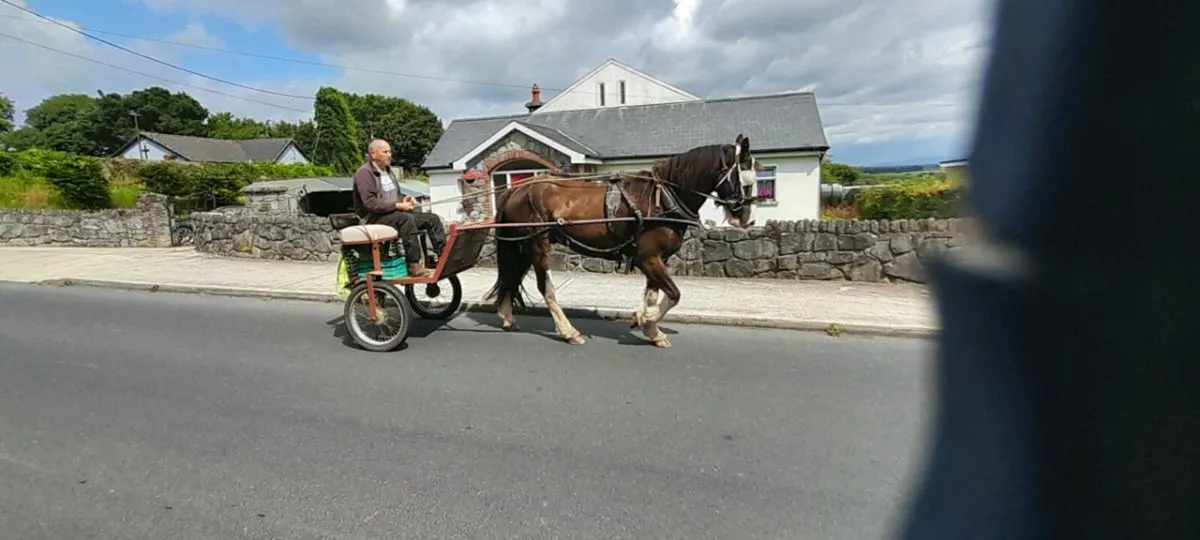 Horse - Image 4