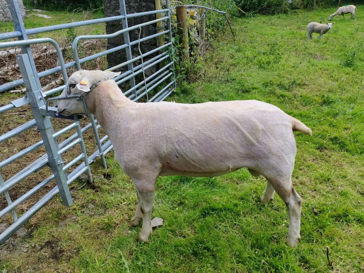 Purebred Llyen Ram - Image 1