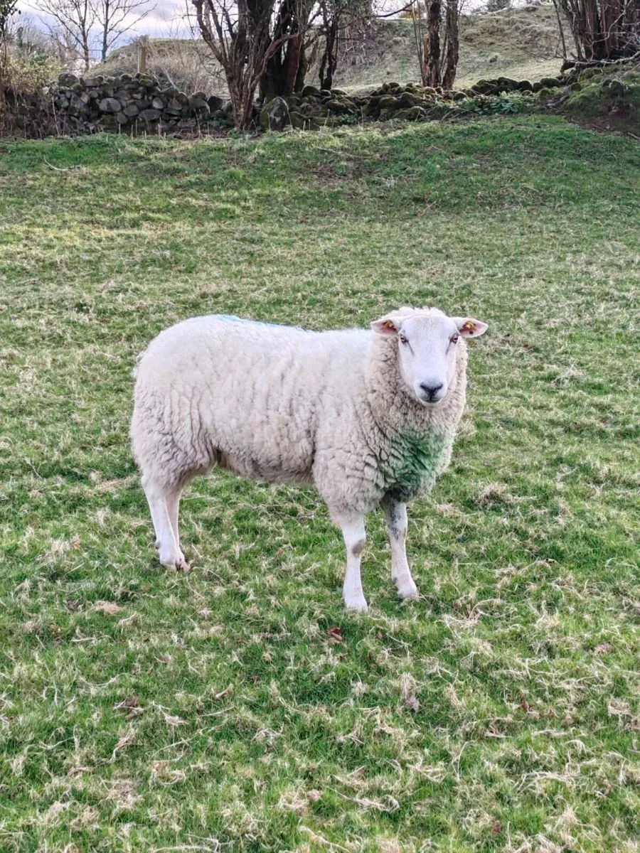 Purebred Llyen Ram - Image 2