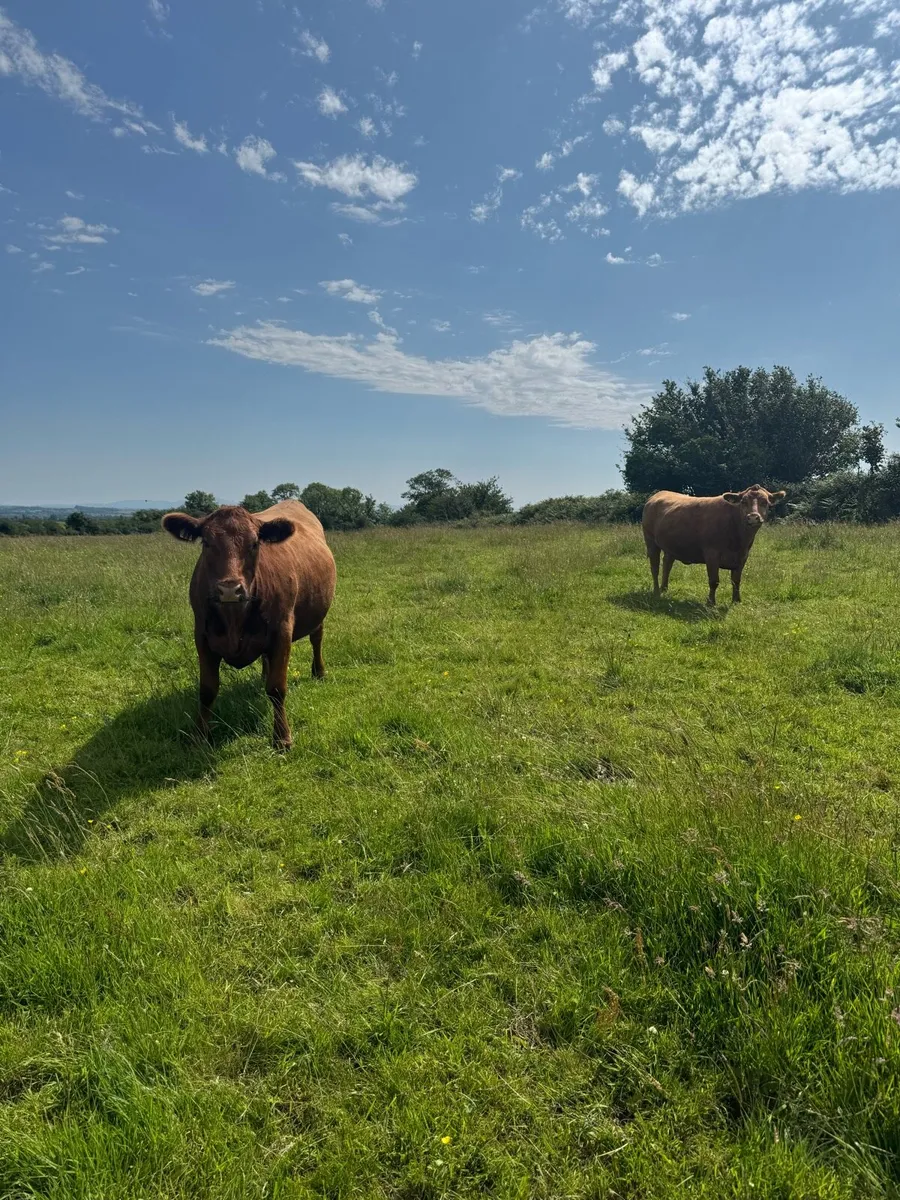 Pedigree Angus incalf heifers - Image 2