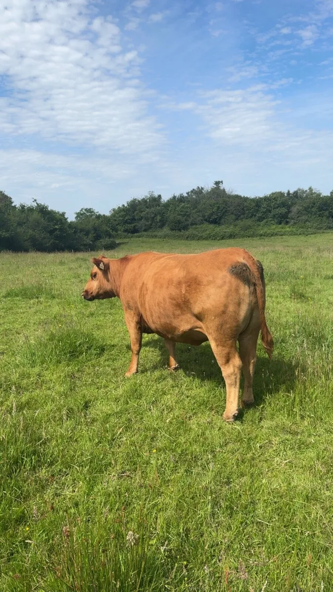 Pedigree Angus incalf heifers - Image 4