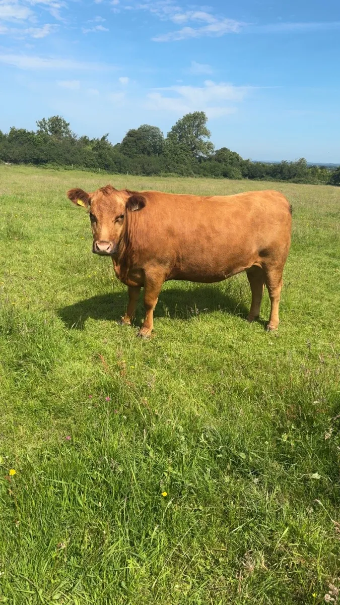 Pedigree Angus incalf heifers - Image 1