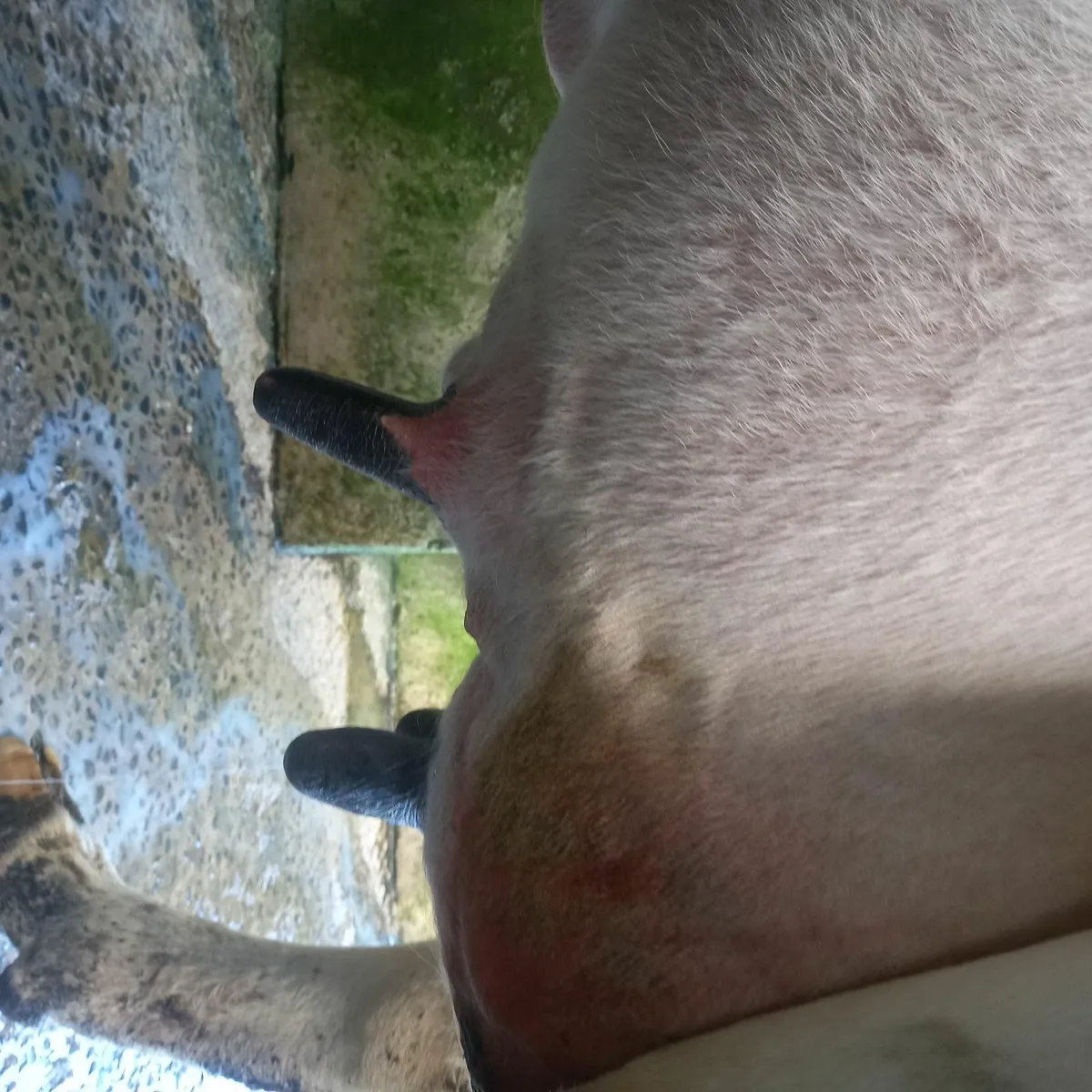 Dairy cow - Image 2