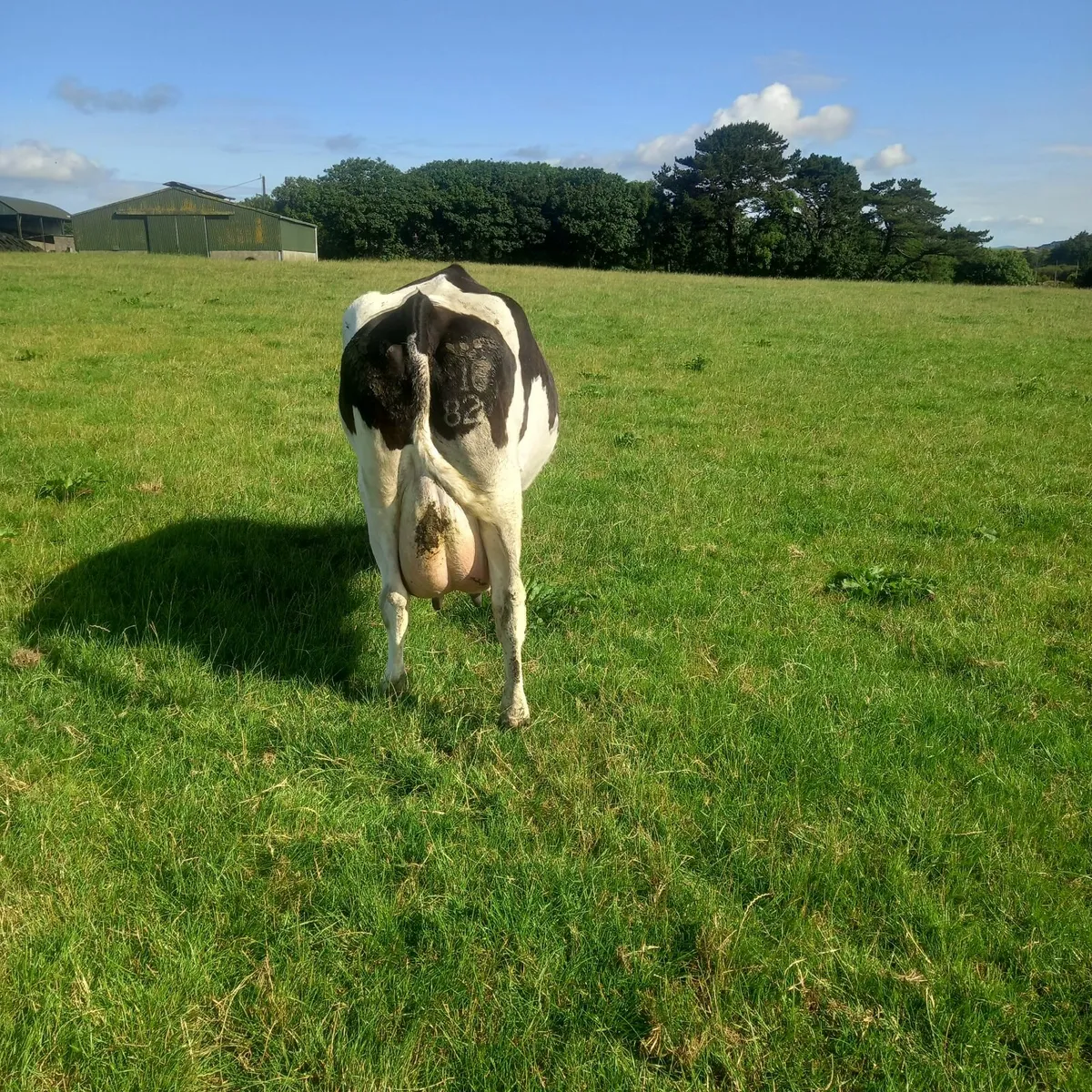Dairy cow - Image 4