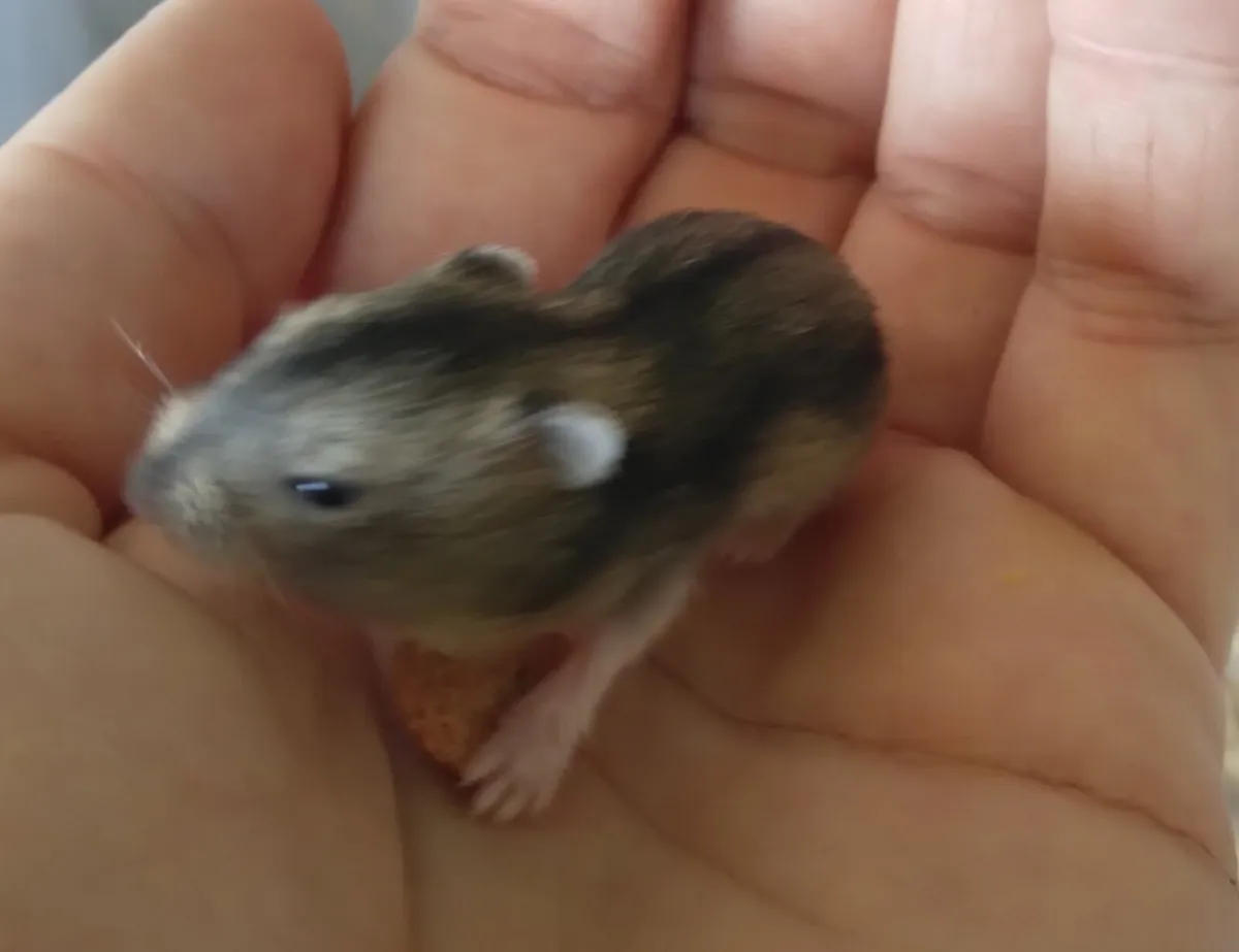 Baby Russian Dwarf Hamsters - Image 1