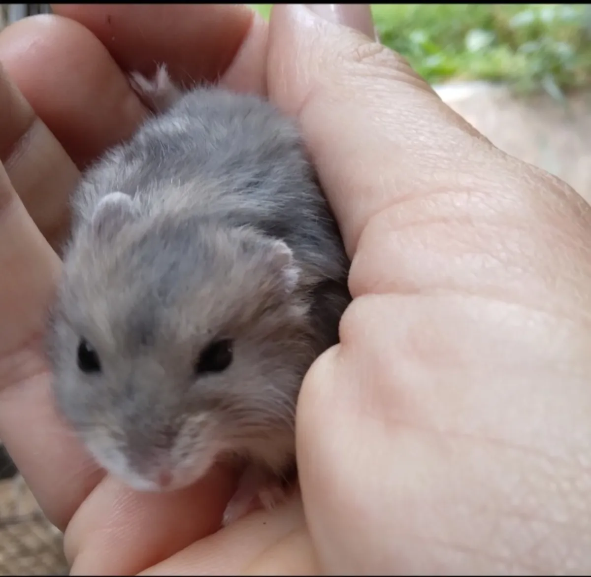 Baby Russian Dwarf Hamsters - Image 2