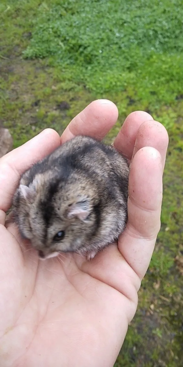 Baby Russian Dwarf Hamsters - Image 3