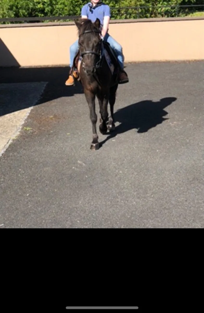 Lead rein Pony - Image 2