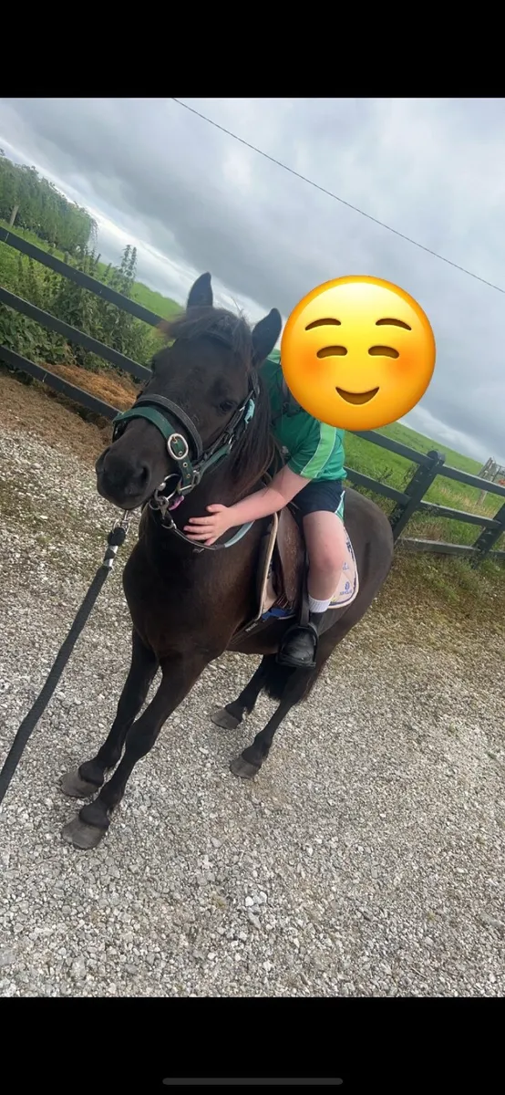 Lead rein Pony - Image 1