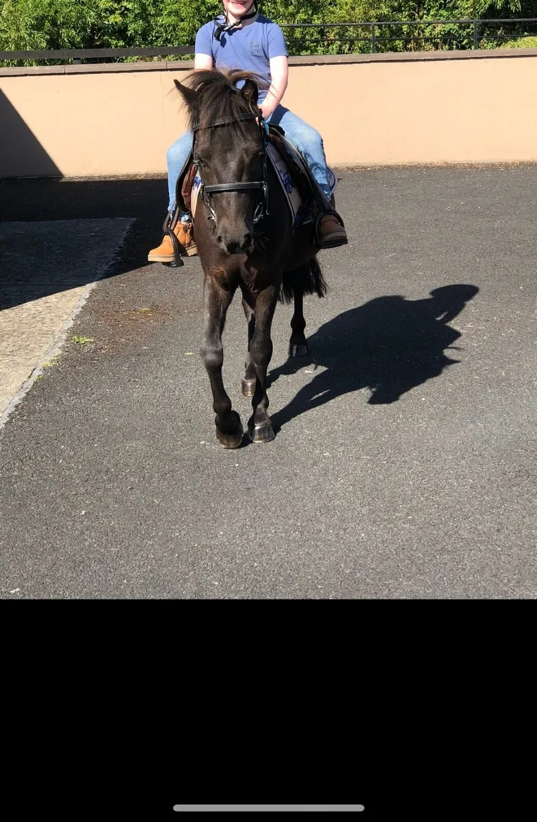 Lead rein Pony - Image 3
