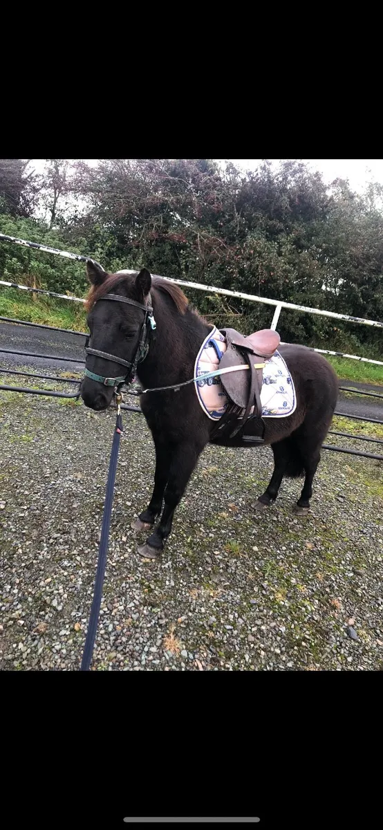 Lead rein Pony - Image 4