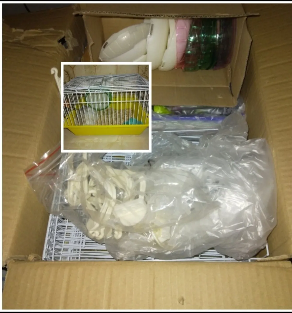 Baby Russian Dwarf Hamsters - Image 4