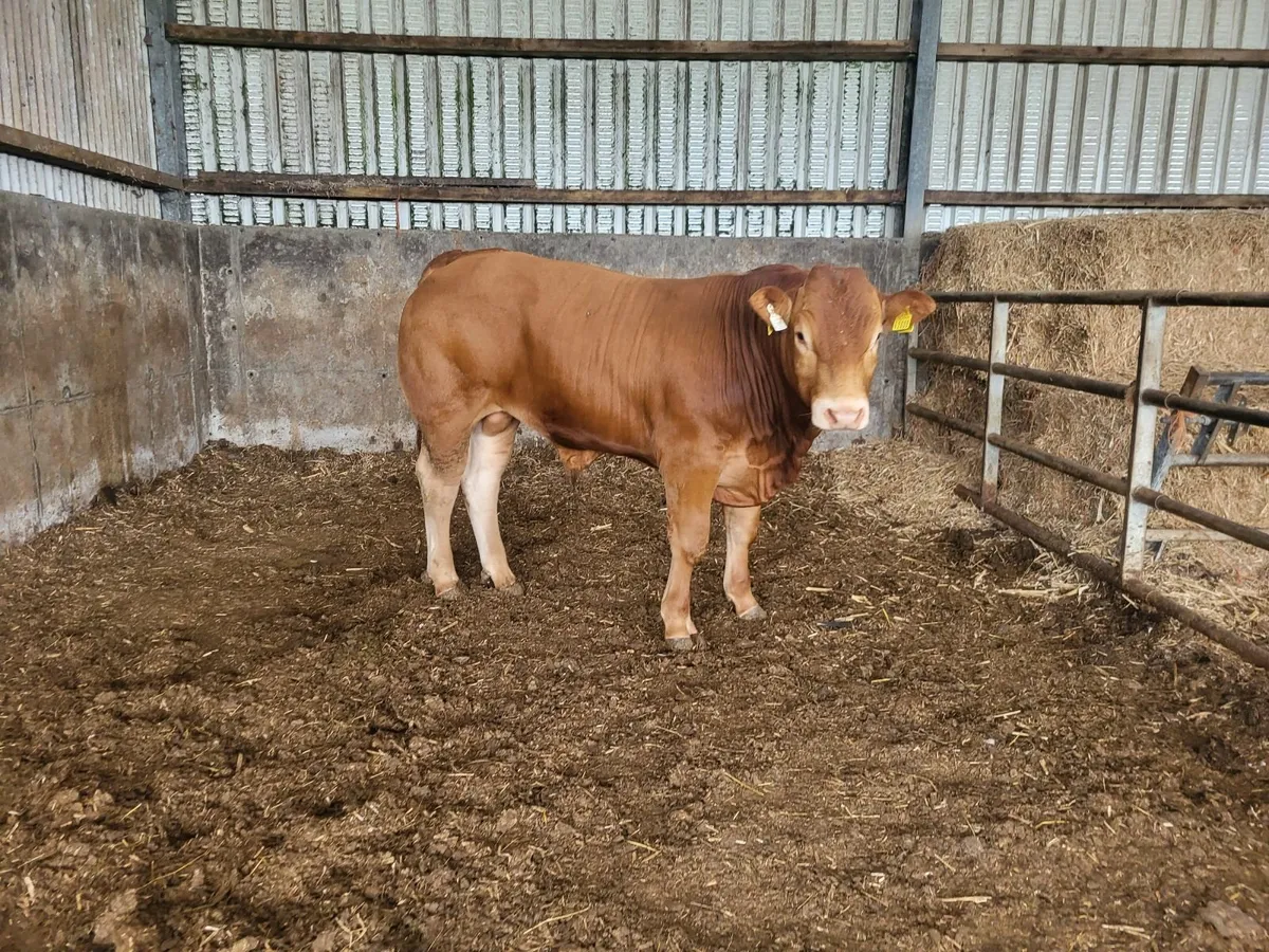 Bull