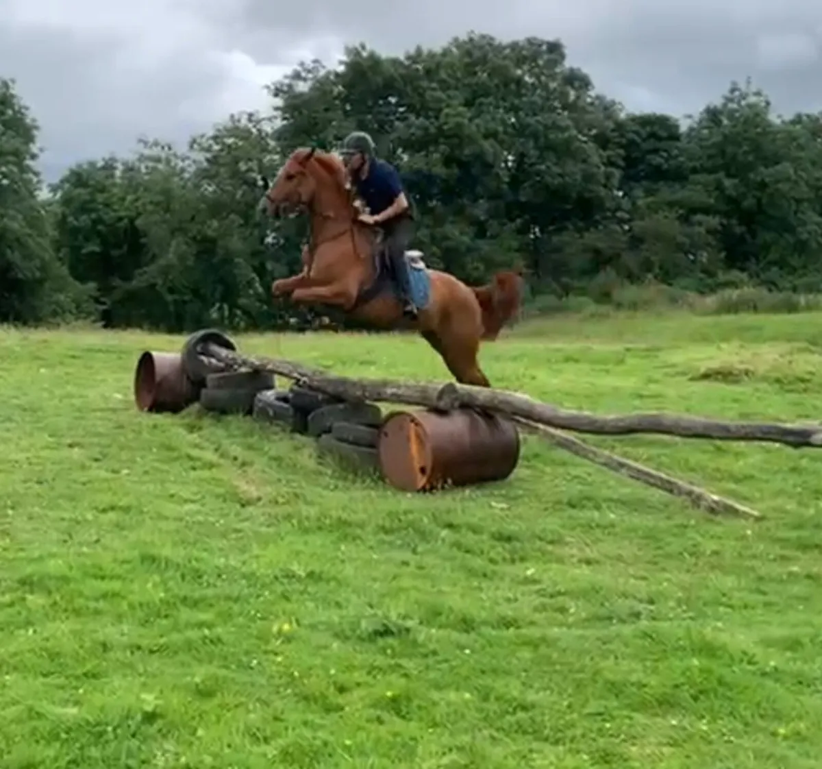 A fun 15.2hh - Image 1