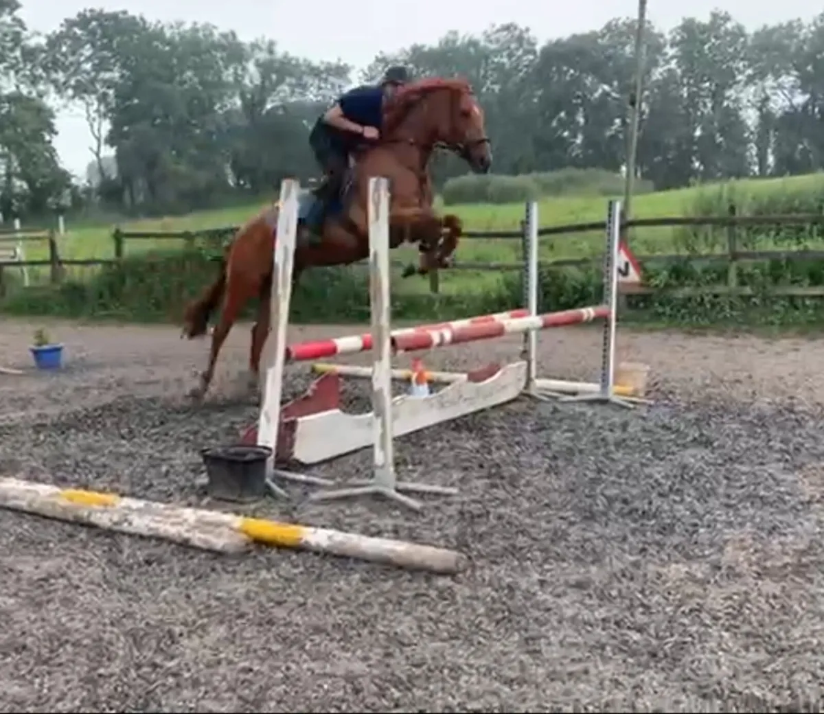 A fun 15.2hh - Image 2