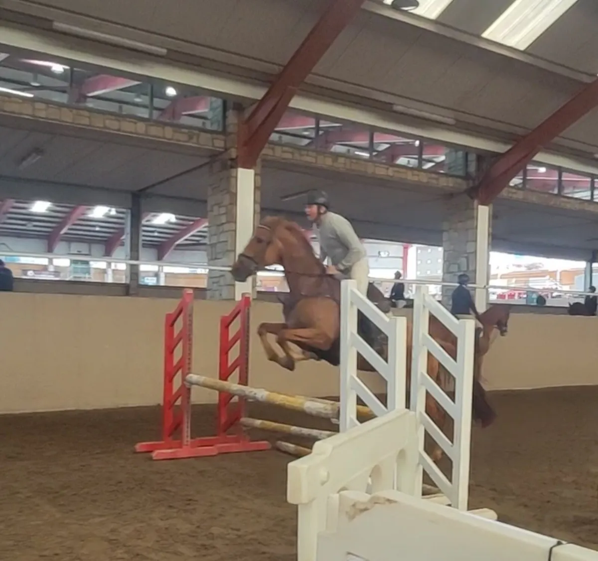 A fun 15.2hh - Image 3