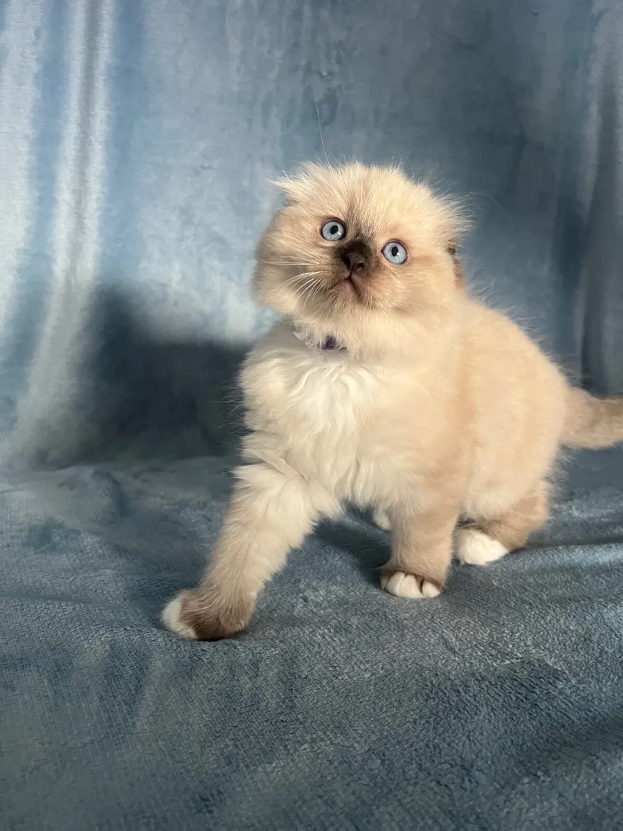 Ragdoll x Scottish fold kittens -1 LEFT - Image 3