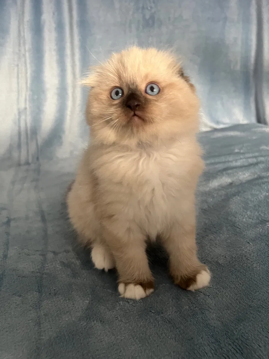 Ragdoll x Scottish fold kittens -1 LEFT - Image 4