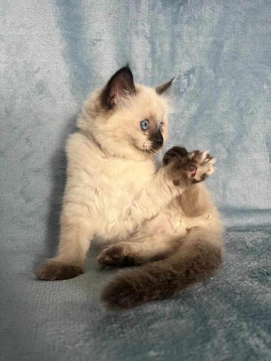 Ragdoll x Scottish fold kittens -1 LEFT - Image 2