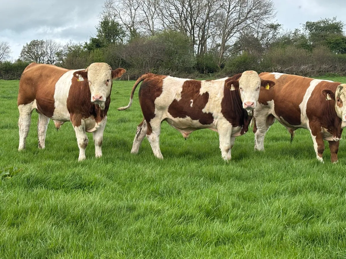 Pedigree Simmental bulls - Image 2