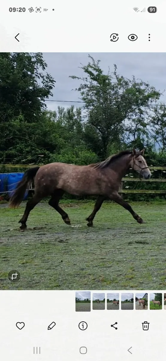 Horse - Image 3