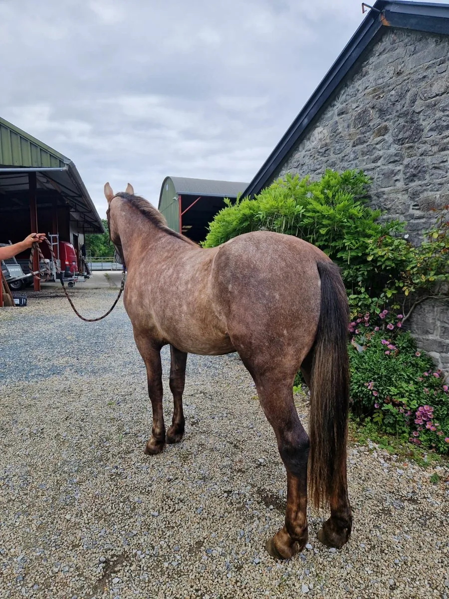 Horse - Image 4
