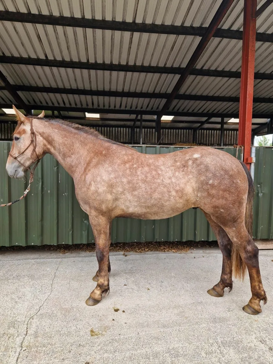 Horse - Image 1