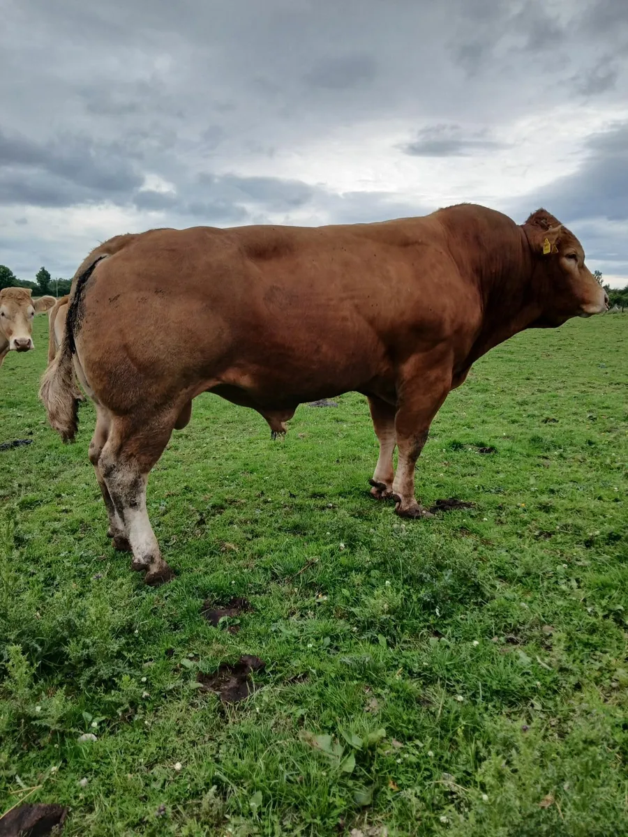 Limousin Bull - Image 1