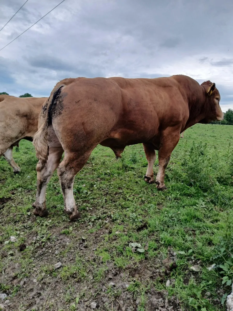 Limousin Bull - Image 2