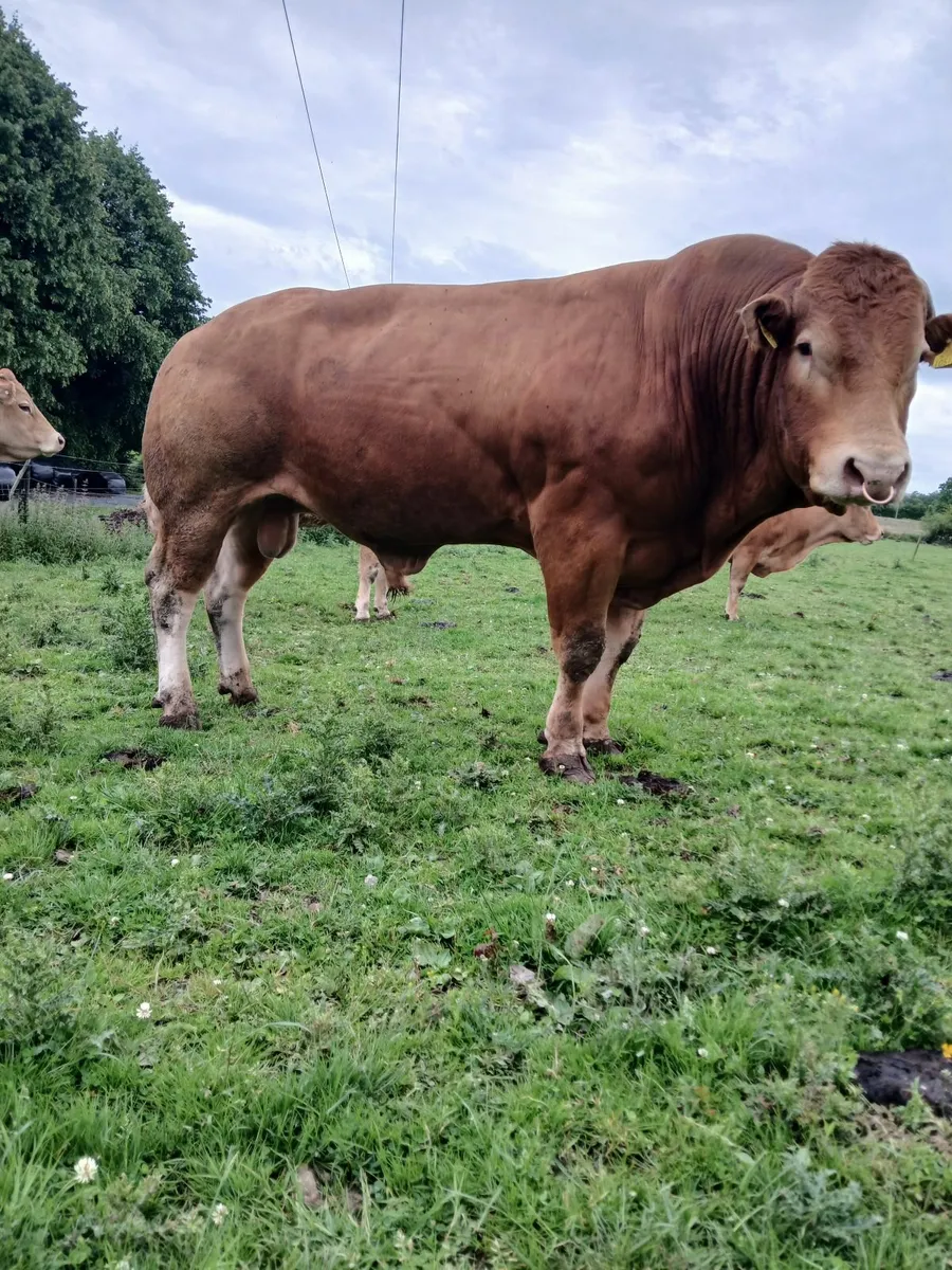 Limousin Bull - Image 3