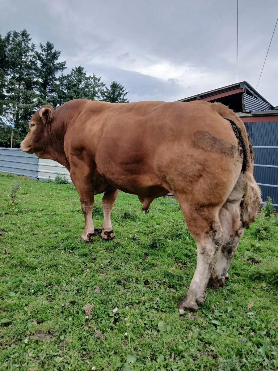 Limousin Bull - Image 4
