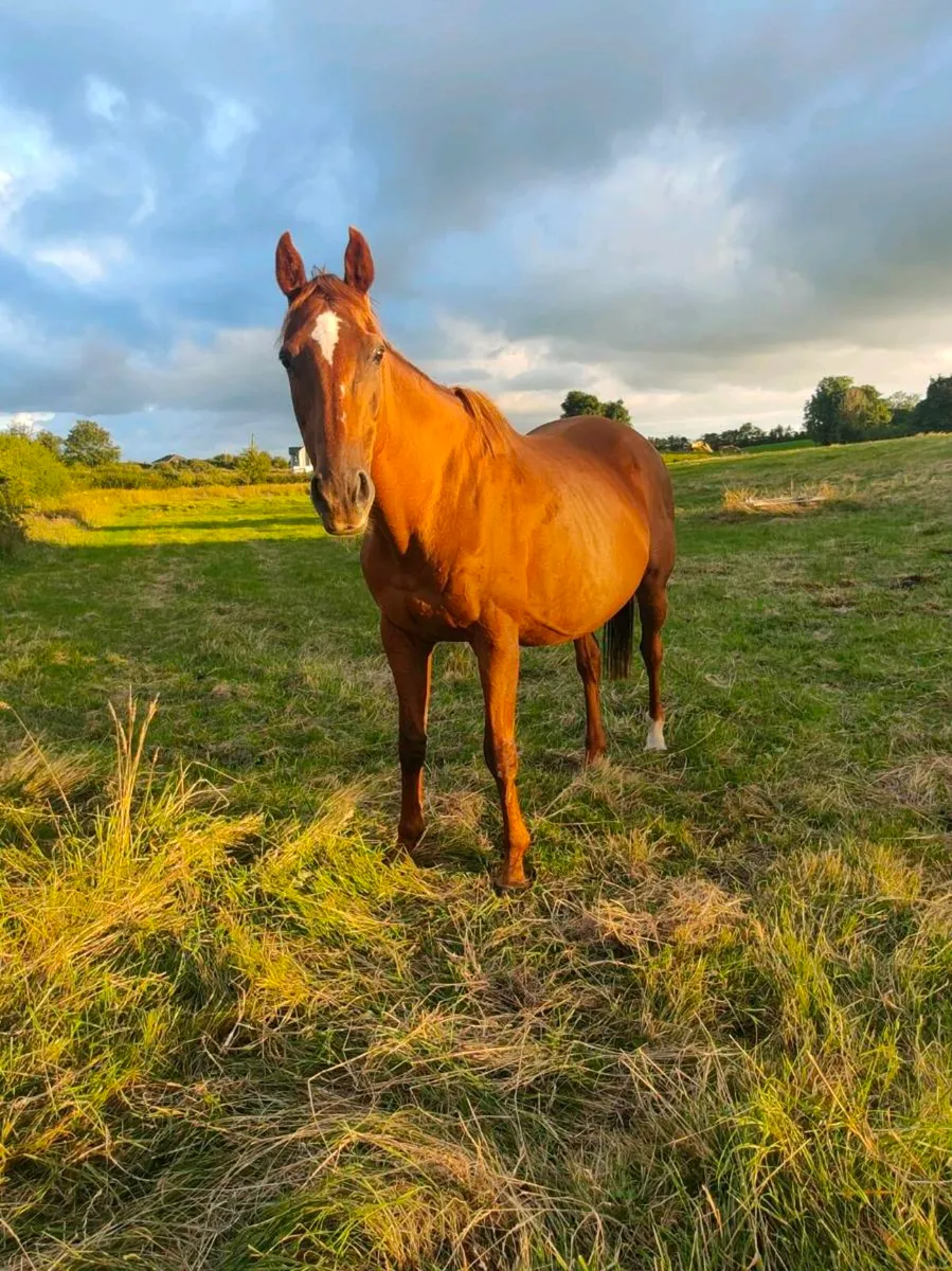 Quality Broodmare - Image 1