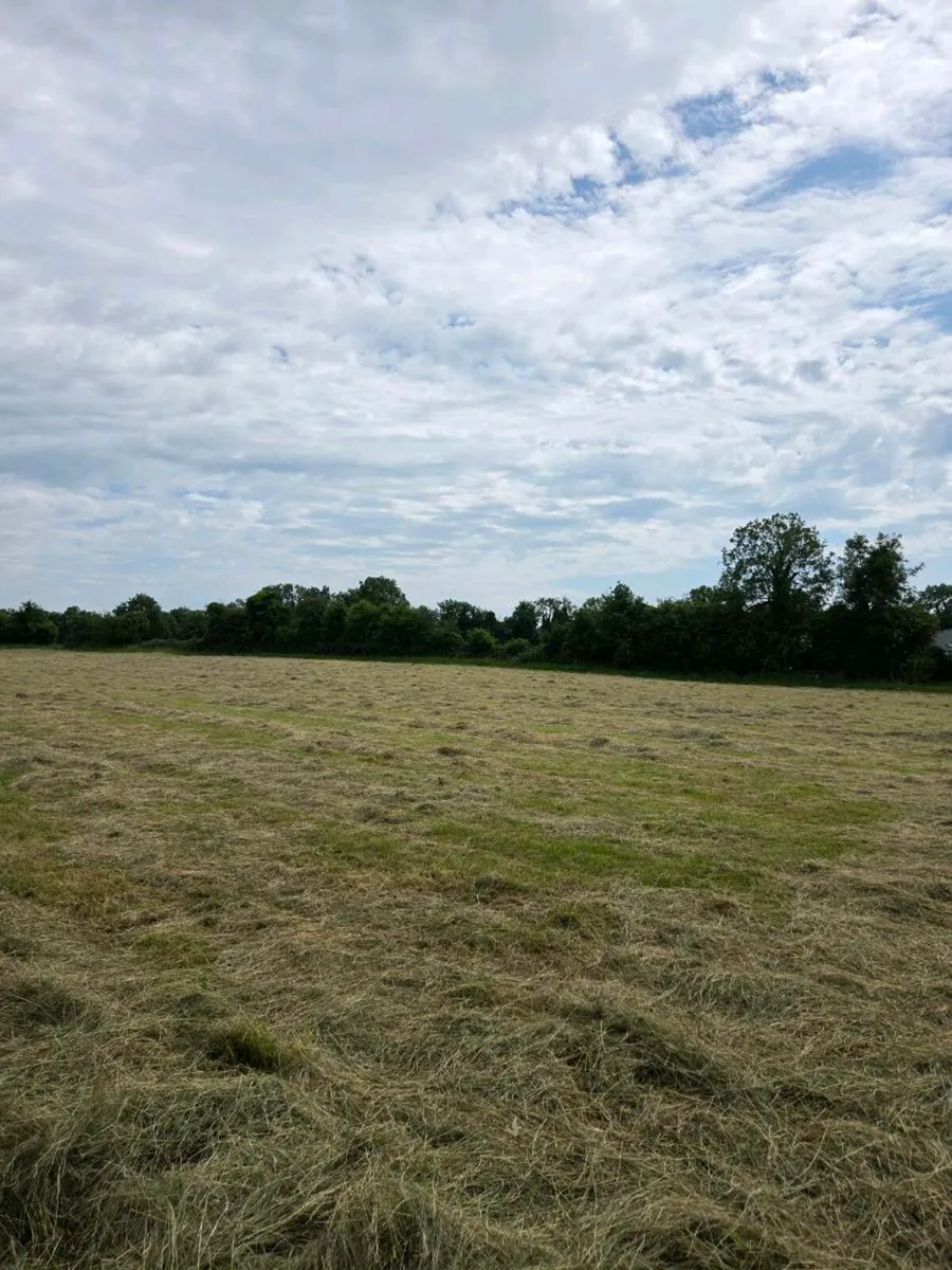 Hay for sale - Image 2
