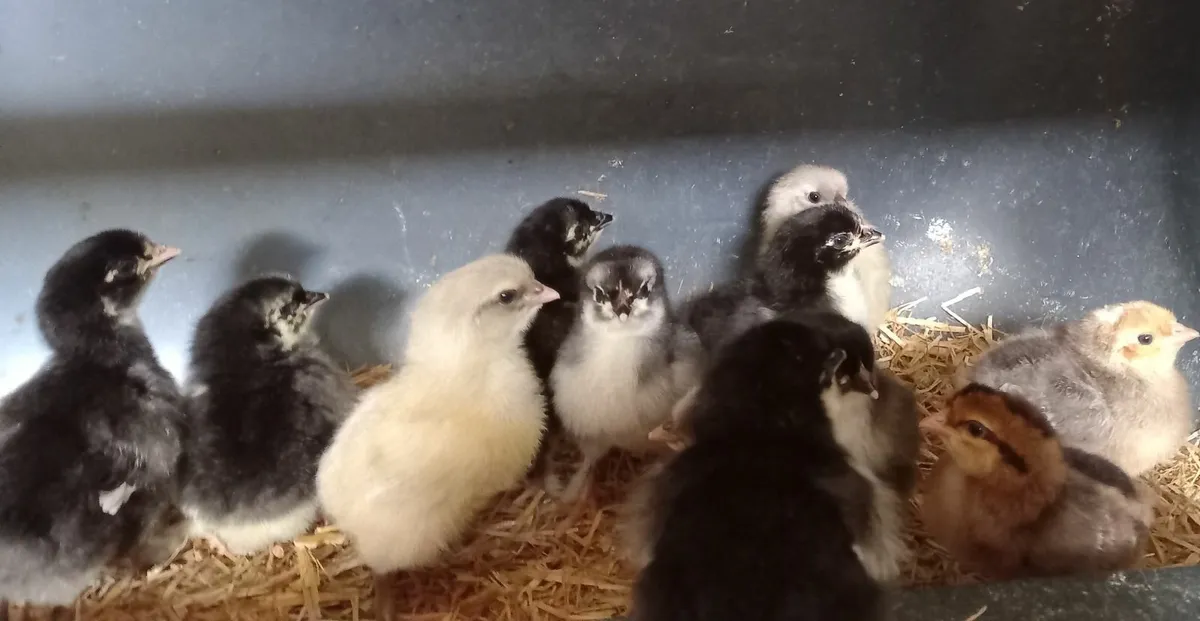 Chickens - Image 1