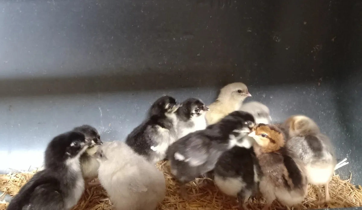 Chickens - Image 2