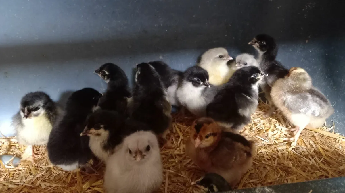 Chickens - Image 3