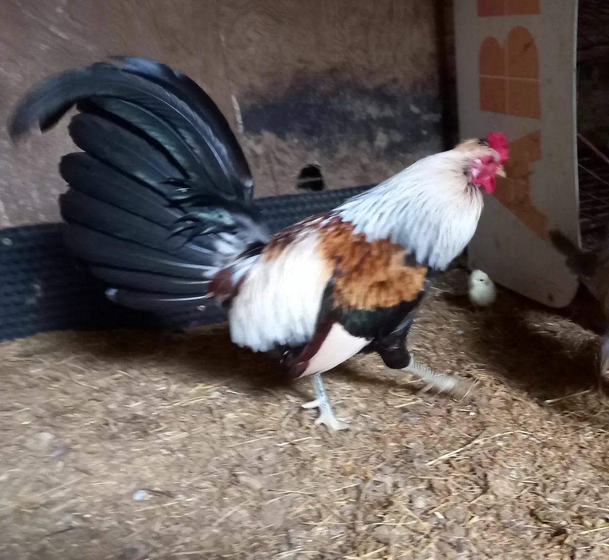 Chickens - Image 4