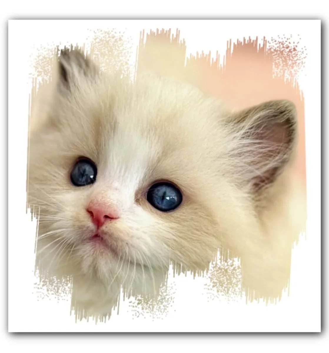 Cat - Image 2