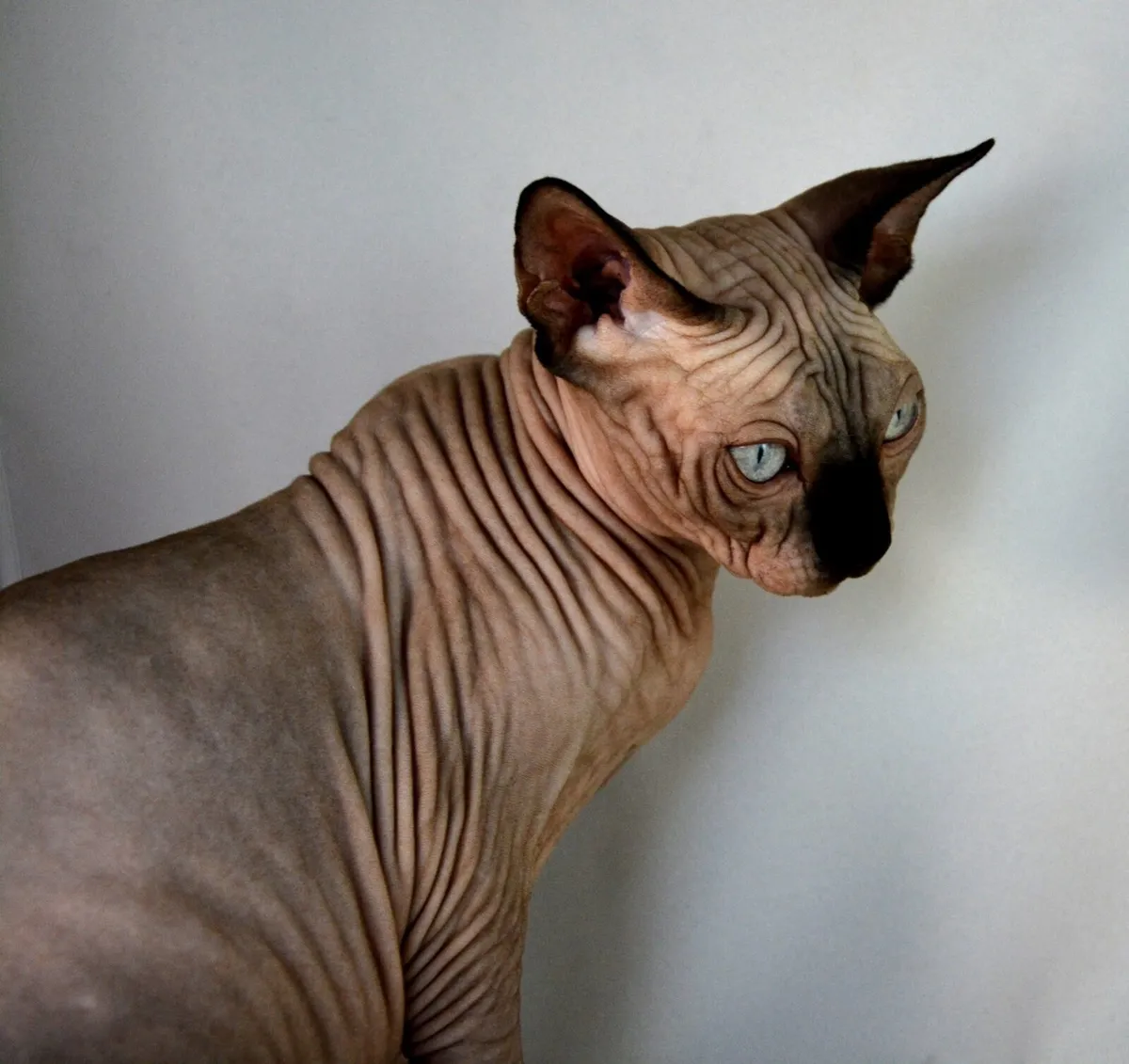 Cat - Image 1